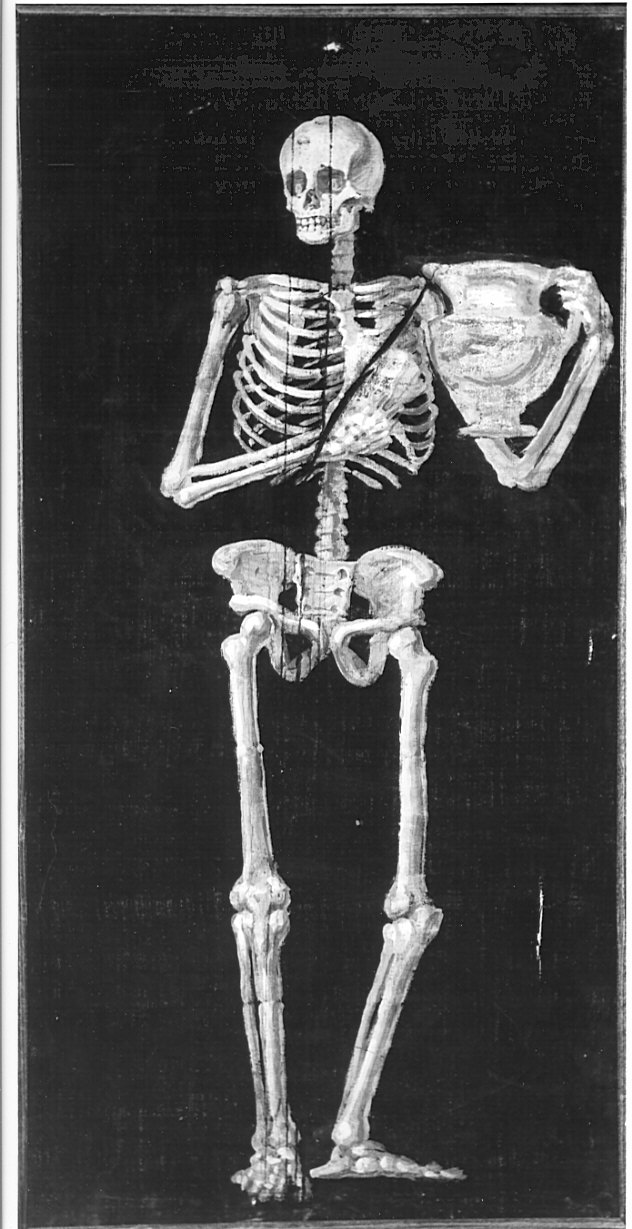 scheletro (dipinto, opera isolata) - ambito bergamasco (seconda metà sec. XVIII)