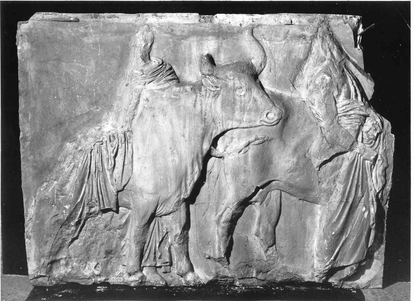 Riti sacrificali durante le feste Panatenee, guardiani conducono giovenche al sacrificio (lastra, frammento) - ambito inglese (sec. XIX)