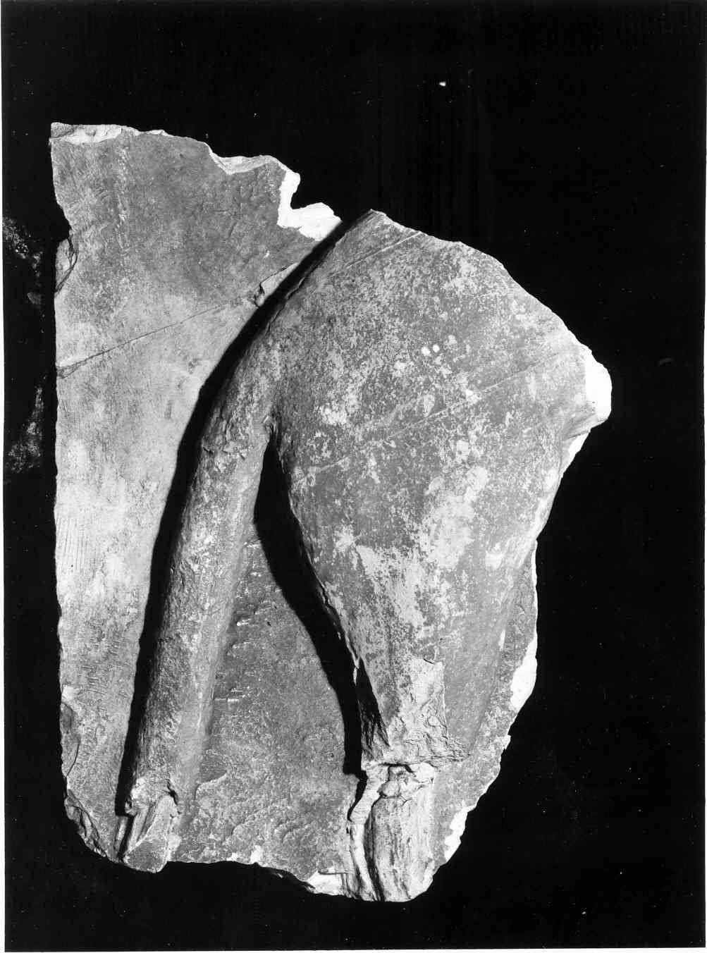 grifone (lastra, frammento) - ambito romano (sec. XIX)