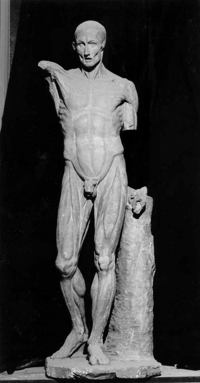Lo scorticato dell'Houdon, statua anatomica di scorticato (statua, opera isolata) di Gunella F (sec. XIX)