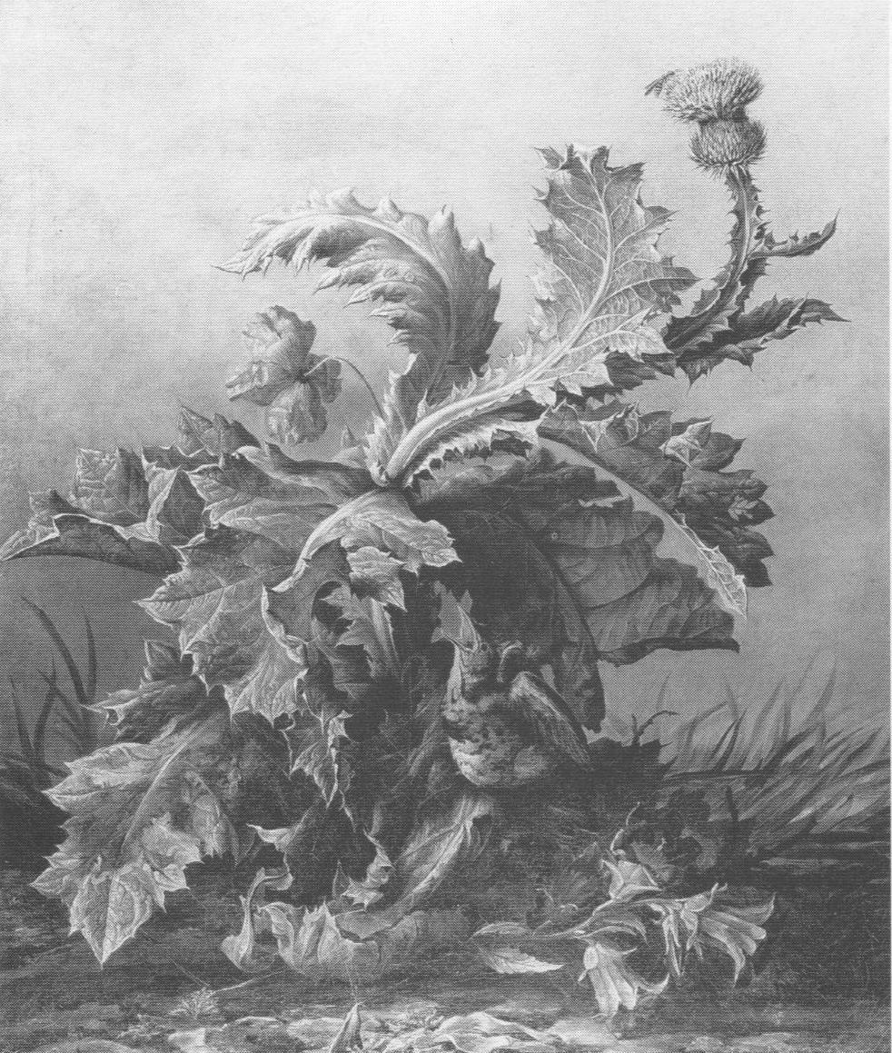 Cardo selvatico, cardo selvatico (dipinto, opera isolata) di Gruber Xaver Franz (sec. XIX)