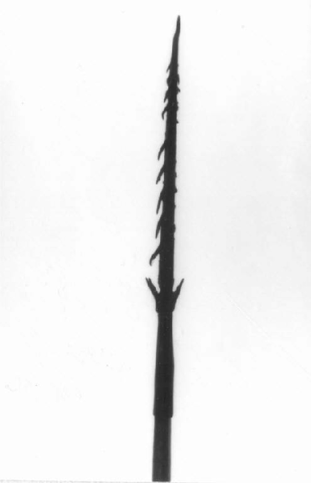 saettia, opera isolata - produzione africana (sec. XIX)