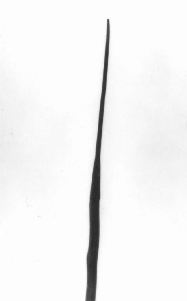 saettia, opera isolata - produzione africana (sec. XIX)