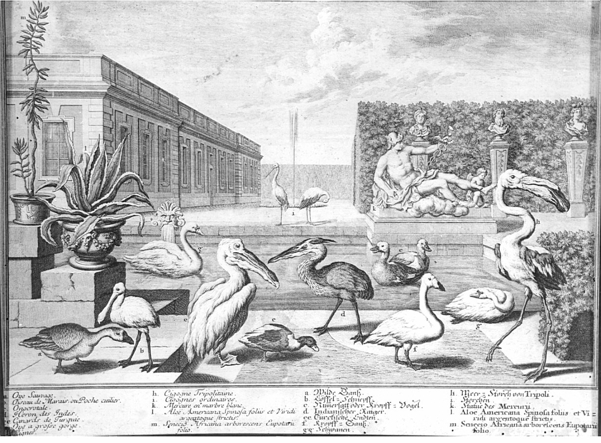 animali/ piante (stampa) di Thelott Jacob Gottlieb, Kleiner Salomon (sec. XVIII)