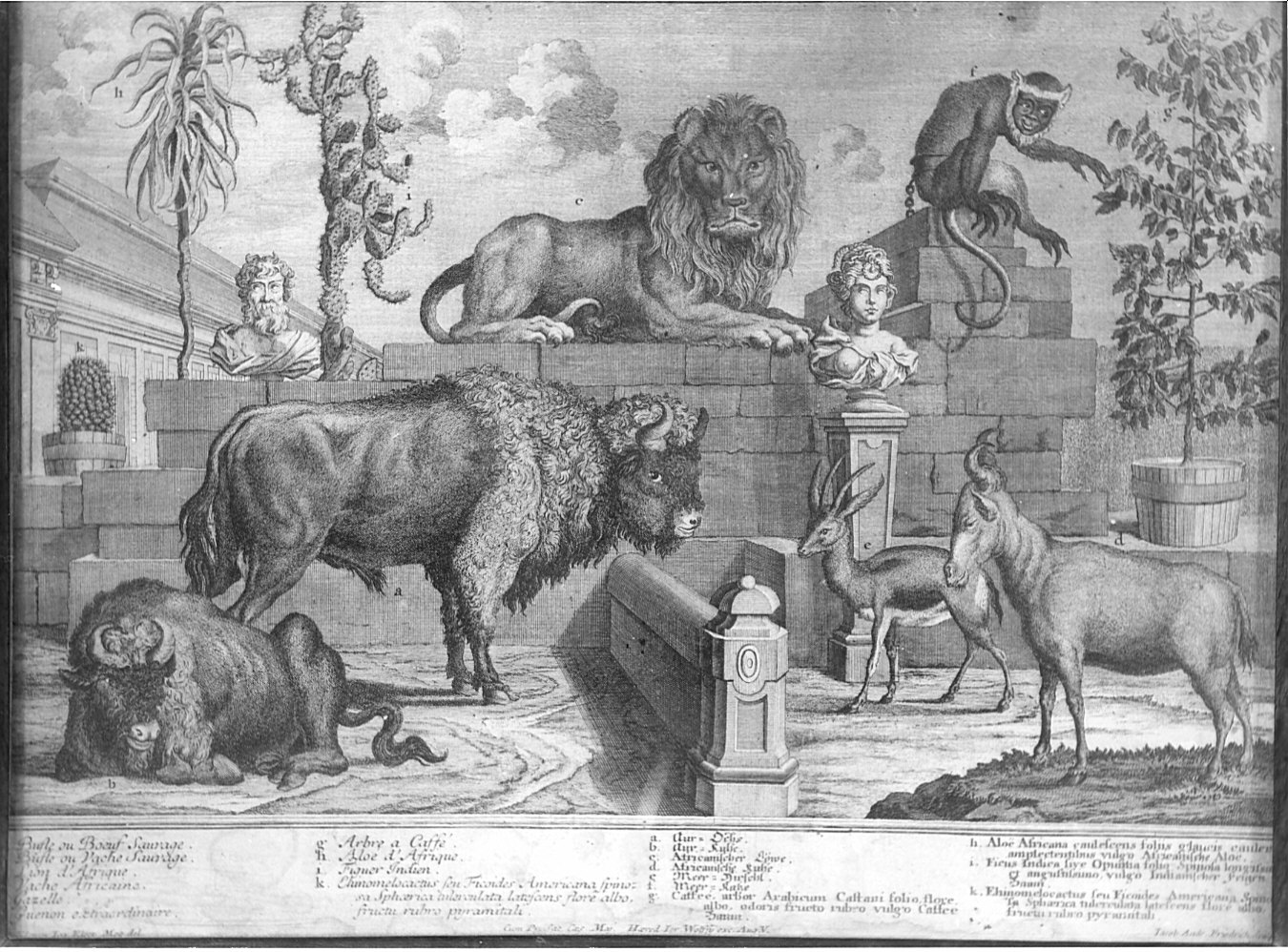 Animali/ sculture/ piante (stampa) di Fridrich Jacob Andreas, Kleiner Salomon (sec. XVIII)