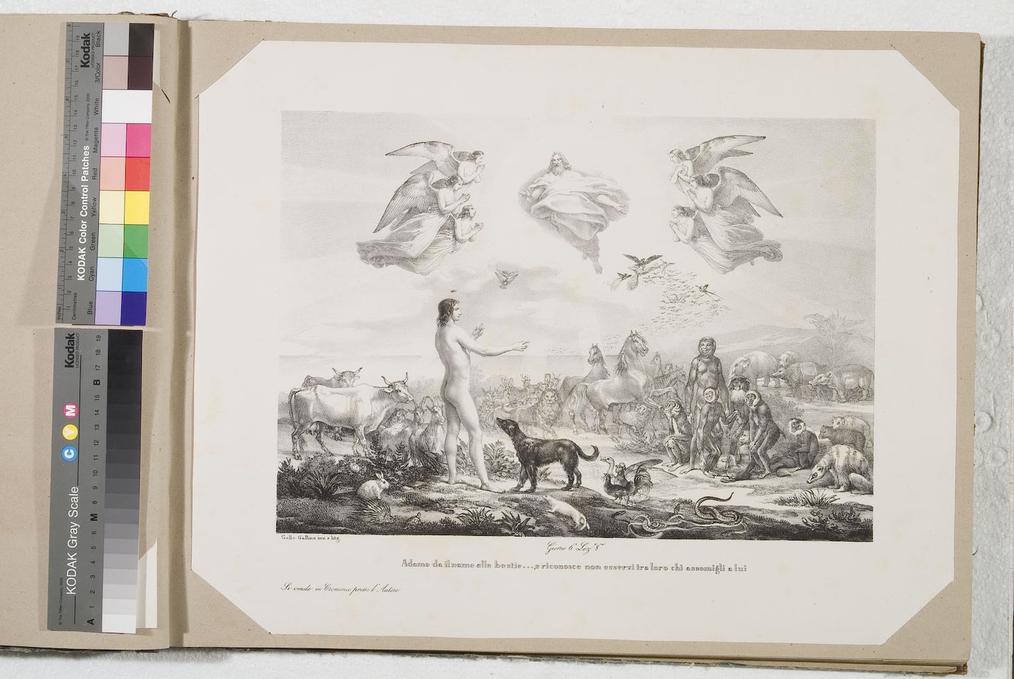 Adamo impone il nome agli animali (stampa) di Gallina Gallo (terzo quarto sec. XIX)