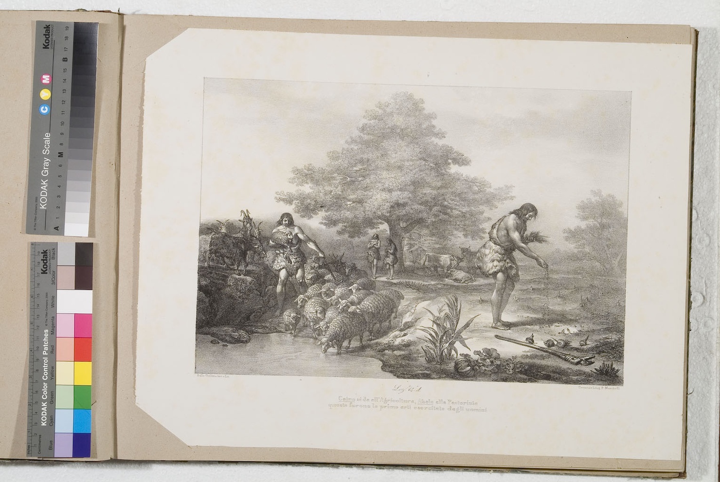 Caino e Abele (stampa) di Gallina Gallo (terzo quarto sec. XIX)