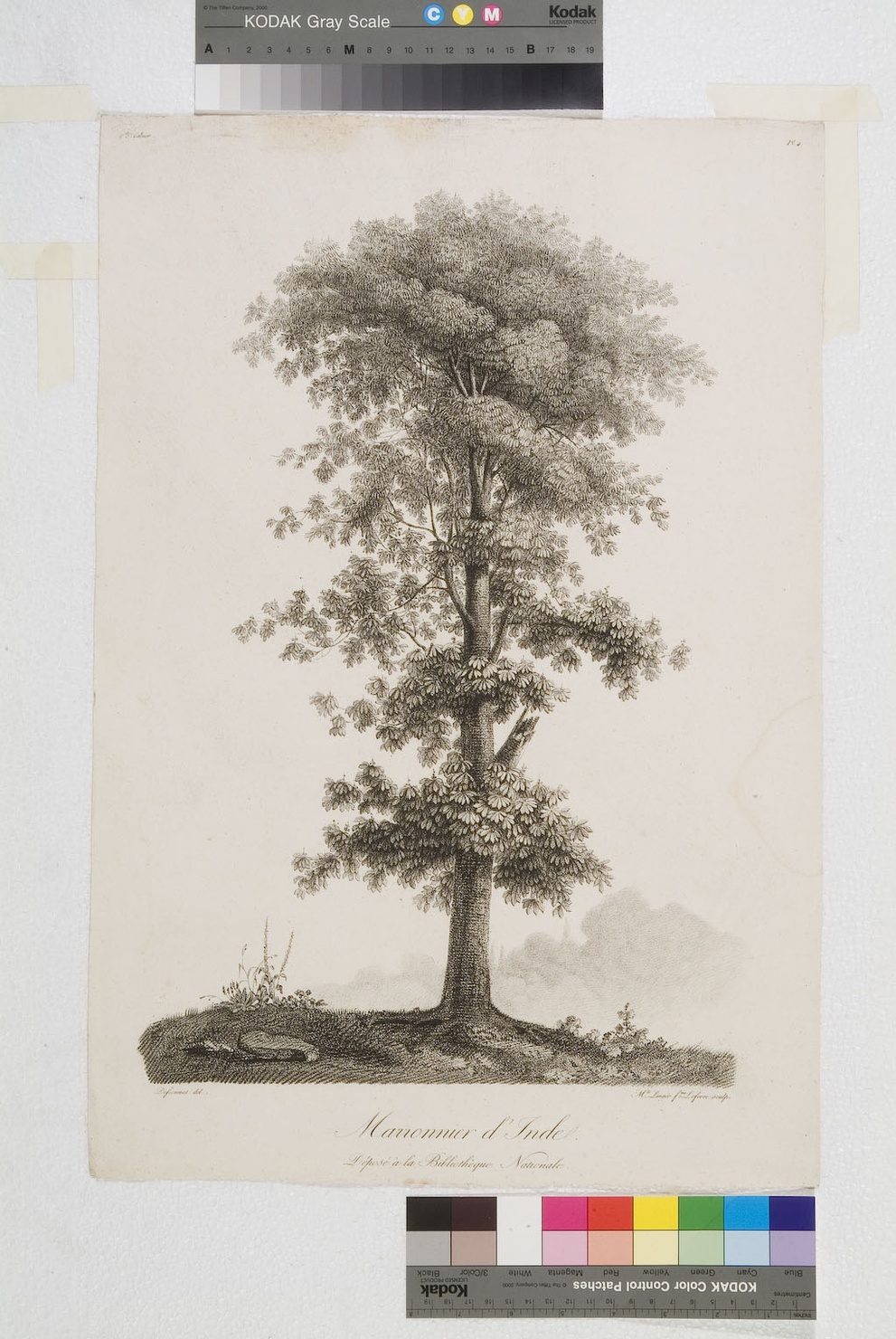 Marronnier d'Inde, castagno d'India (stampa tagliata) di Defiennes, Lingée Thérèse Eléonore (sec. XIX)