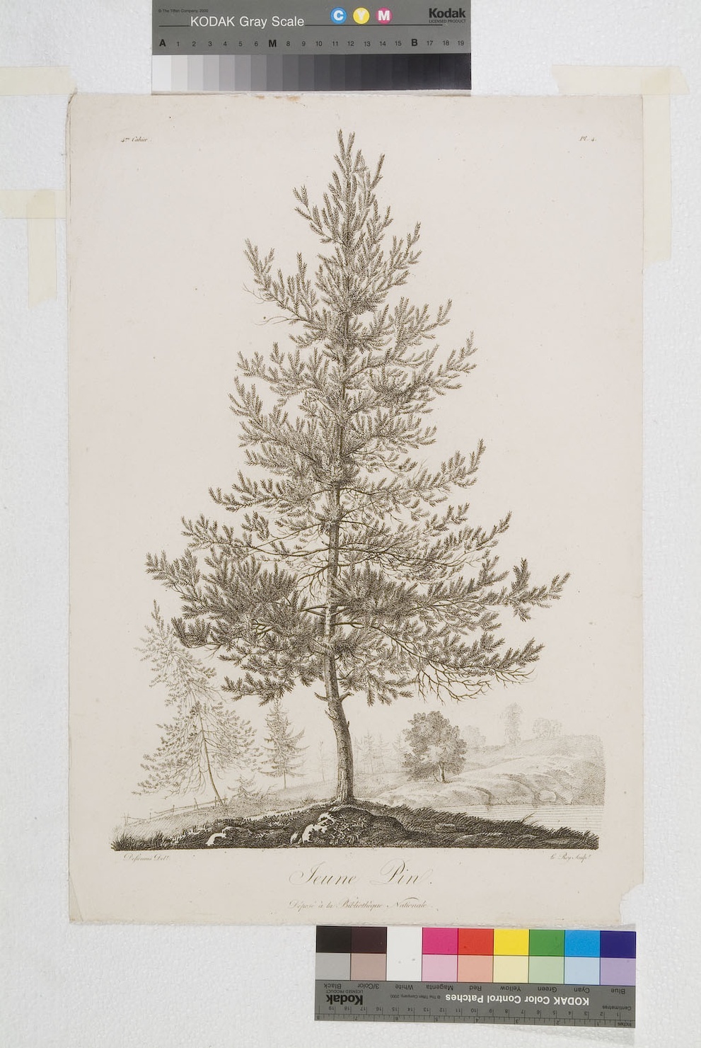 Jeune Pino, pino (stampa tagliata) di Defiennes, Leroy A. P (sec. XIX)