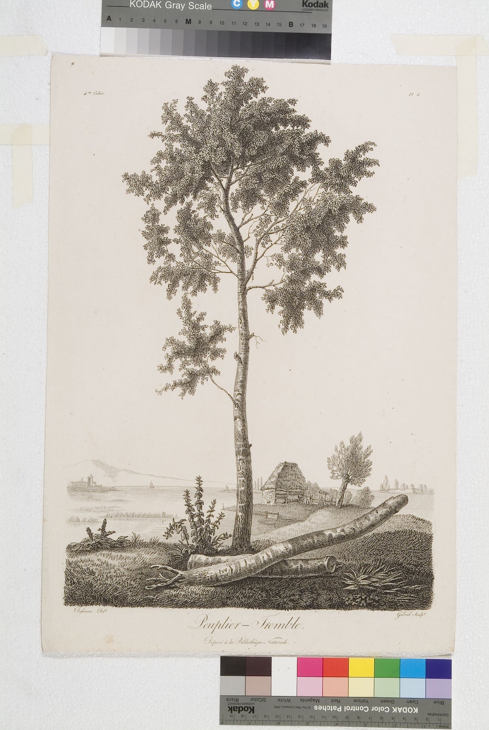 Peuplier-Tremble, albero (stampa tagliata) di Defiennes, Gabriel Georges François (sec. XIX)
