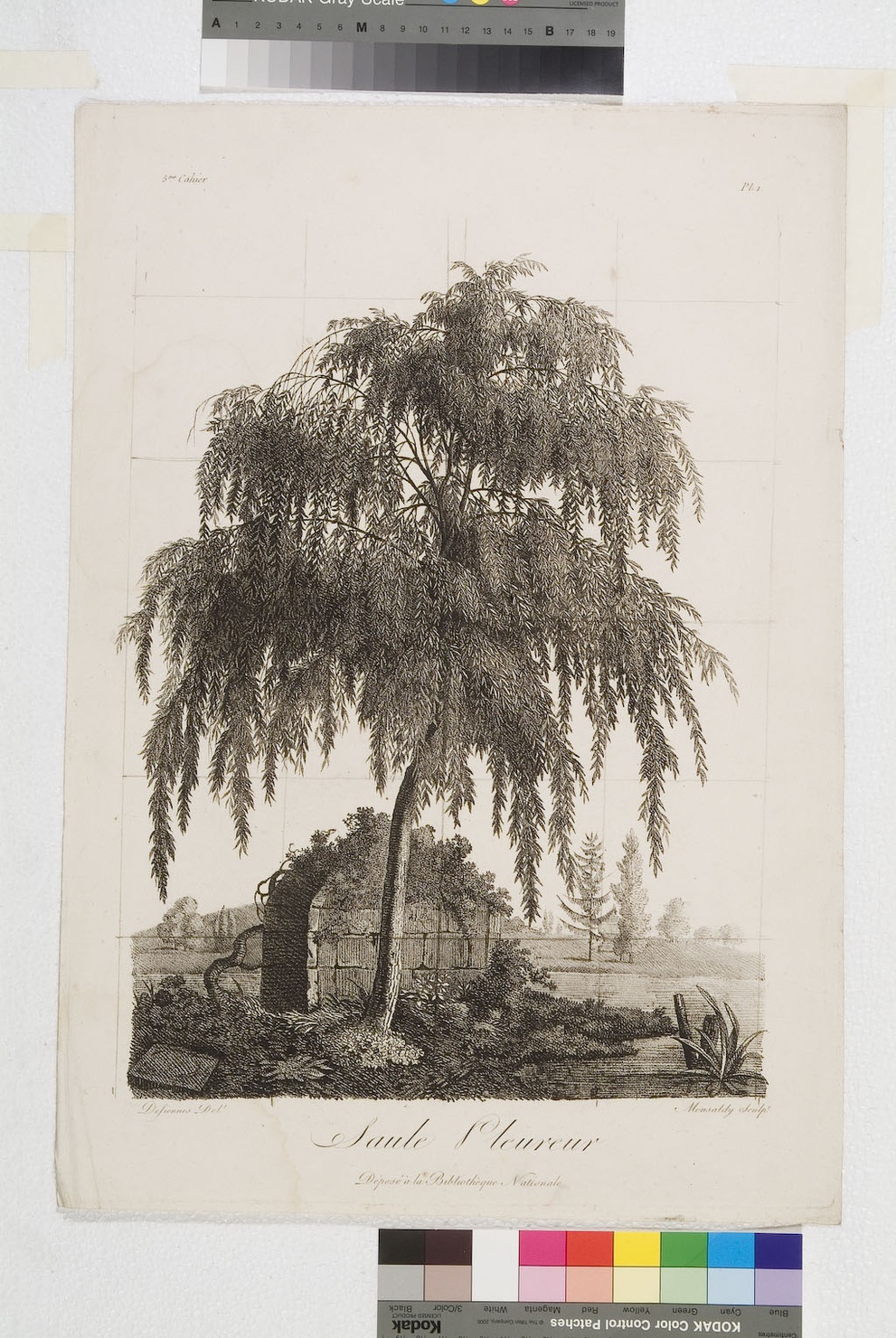 Saule Pleureur, salice piangente (stampa smarginata) di Defiennes, Monsaldy Antoine Maxime (sec. XIX)