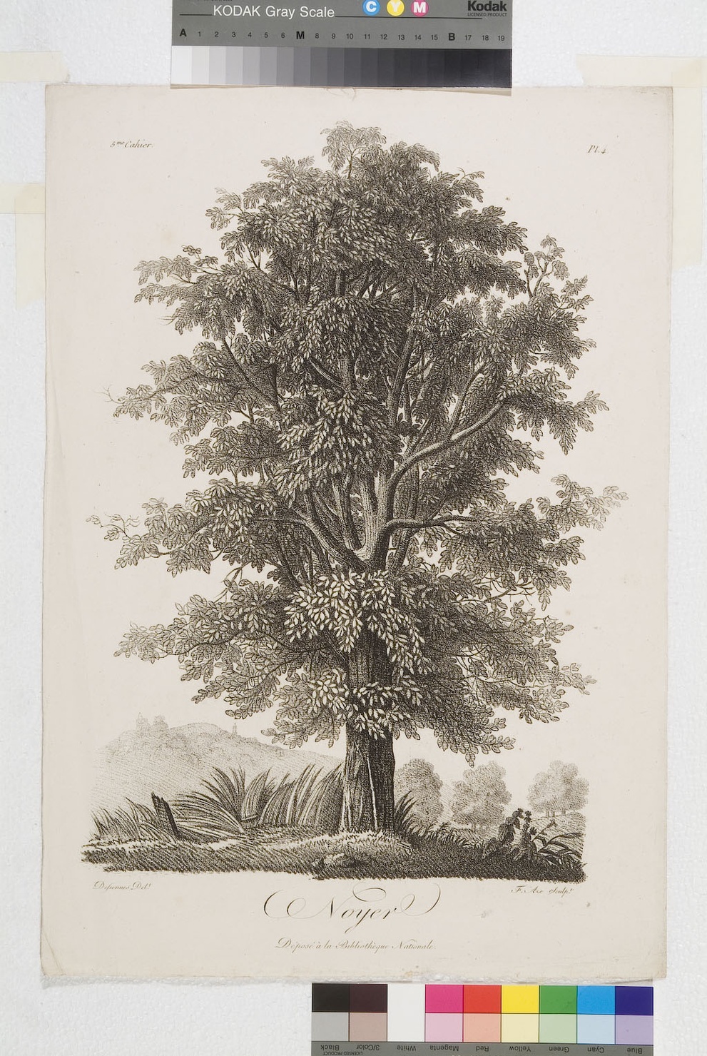 Noyer, albero (stampa tagliata) di Defiennes, Aze Jacques Firmin (sec. XIX)