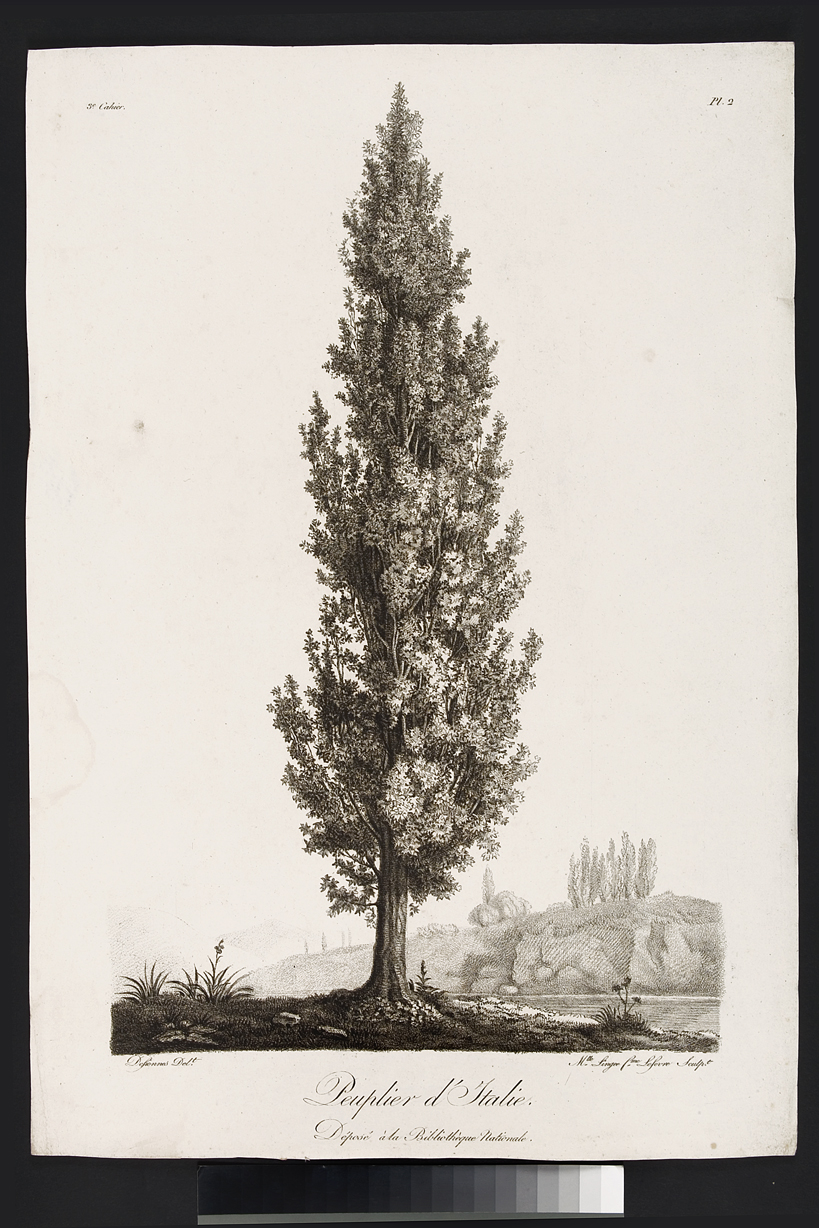 Peuplier d'Italie, albero (stampa) di Defiennes, Lingée Thérèse Eléonore, Lefèvre Philippe (seconda metà sec. XVIII)
