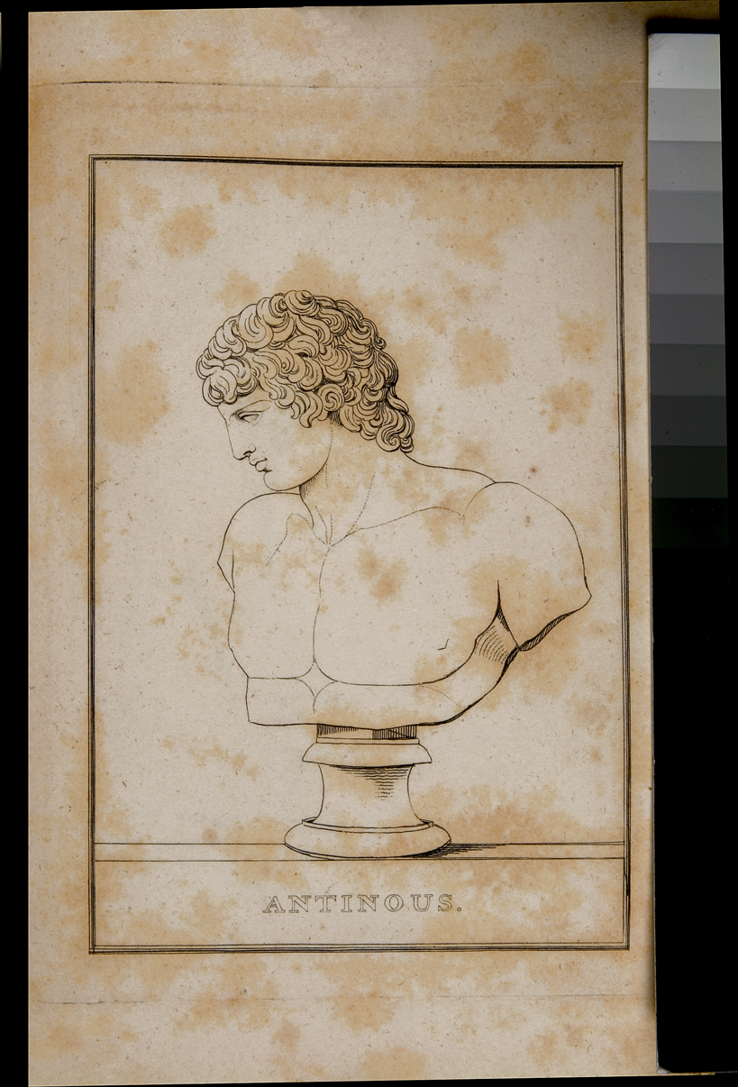 Antinous, busto di Antinoo (stampa) di Parson W (sec. XIX)