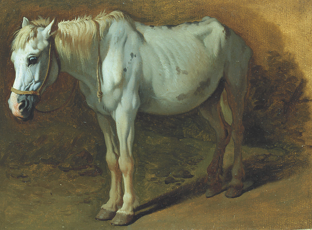 Cavallo bianco, cavallo bianco (dipinto, serie) di Londonio Francesco (sec. XVIII)