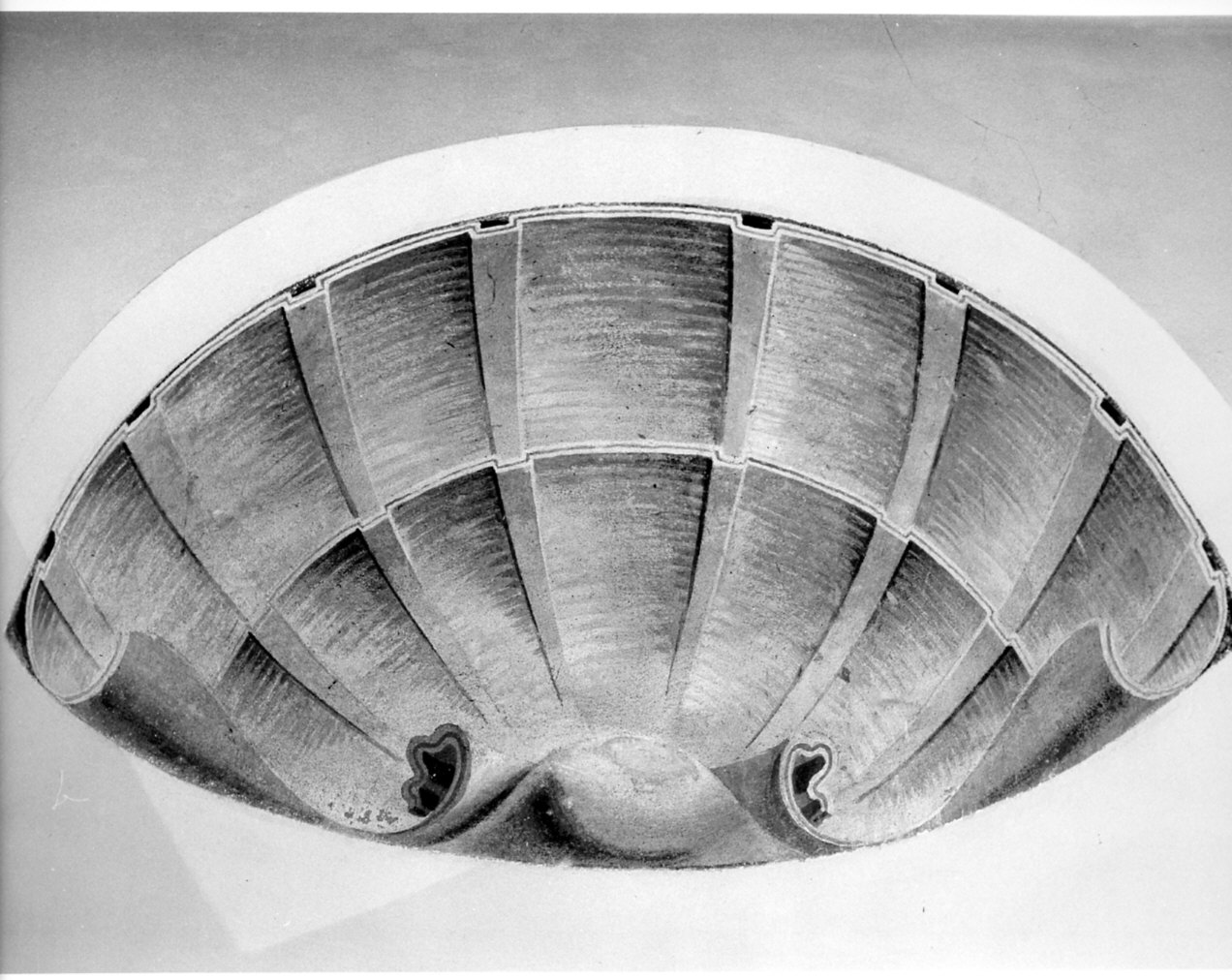 motivo decorativo: conchiglia (dipinto murale, serie) - ambito italiano (sec. XIX)