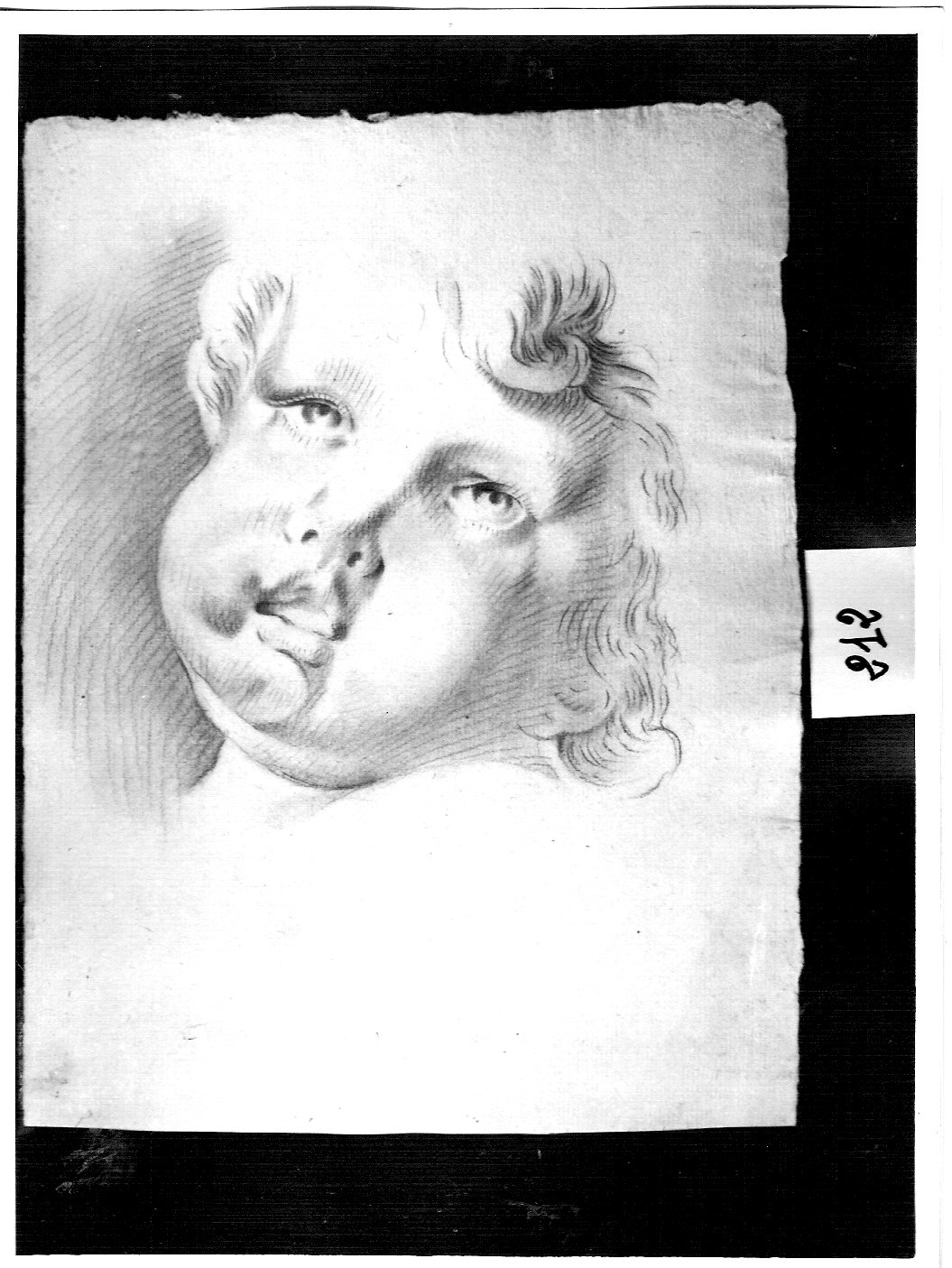 testa di puttino (disegno, opera isolata) di Ligari Pietro (attribuito) (prima metà sec. XVIII)