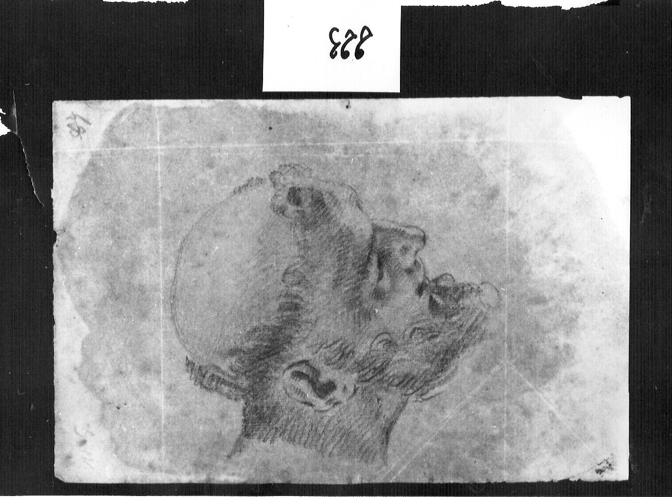 testa di giovane frate (disegno, opera isolata) di Ligari Cesare (attribuito) (metà sec. XVIII)