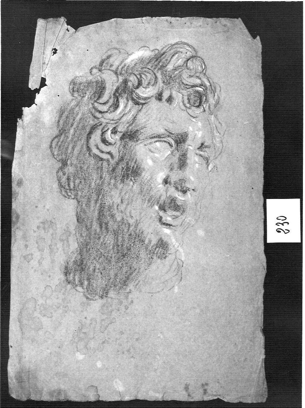 testa di fauno (?) (disegno, opera isolata) di Ligari Cesare (attribuito) (sec. XVIII)