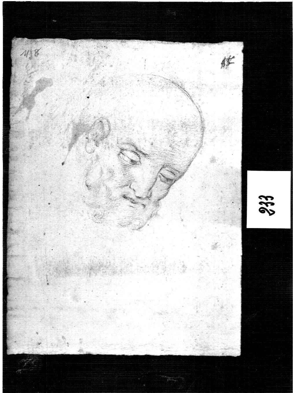 testa di uomo calvo con barba (disegno, opera isolata) di Ligari Cesare (attribuito) (sec. XVIII)