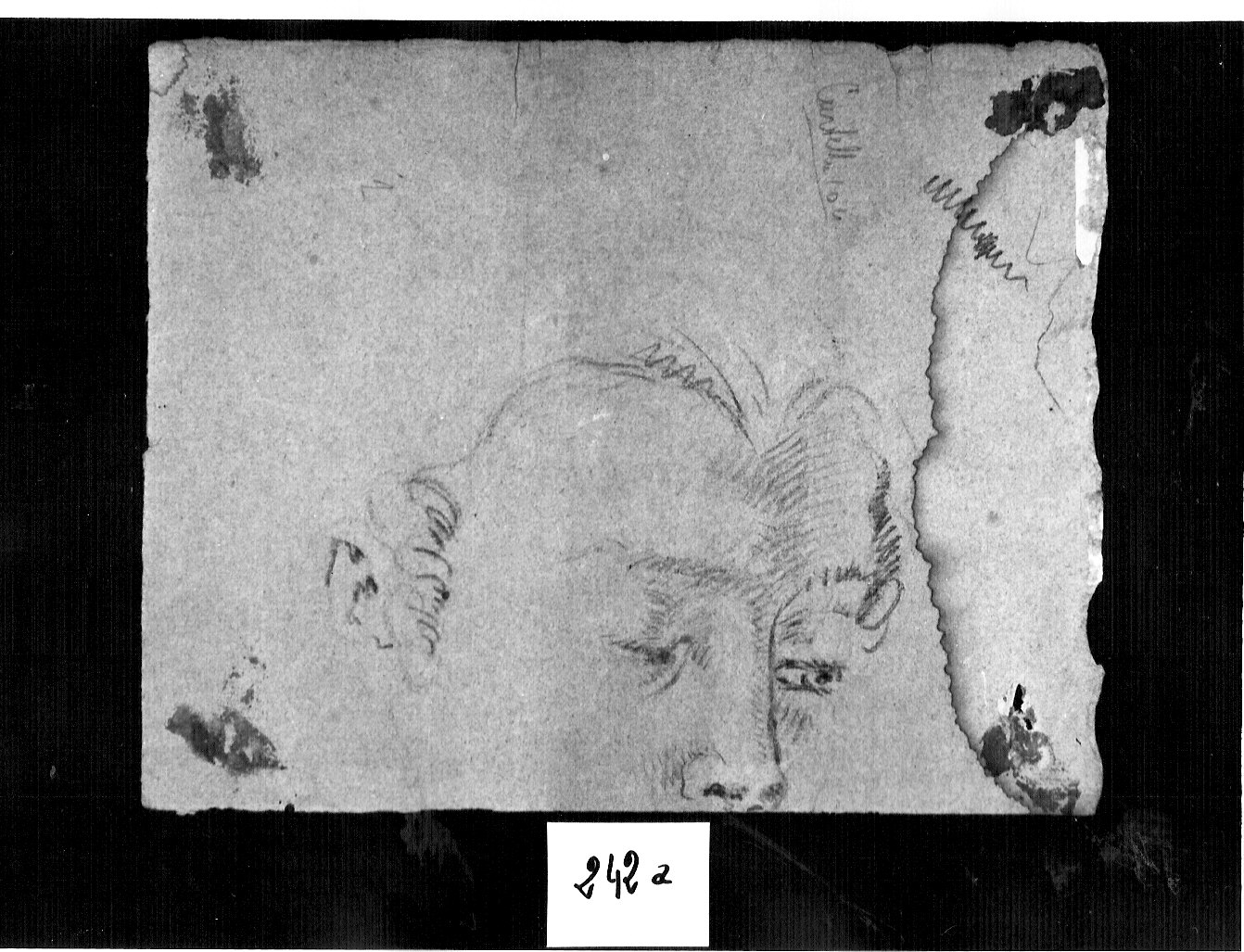 testa di giovane (angelo?)// parte superiore di un viso (disegno, opera isolata) di Ligari Cesare (attribuito) (metà sec. XVIII)