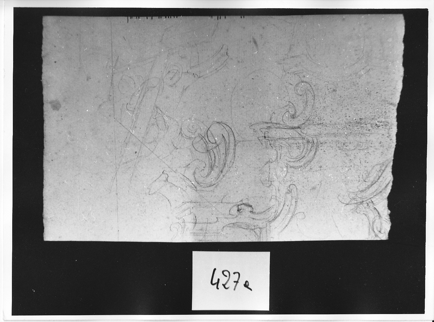 Abbozzi di fregi e volute (disegno, opera isolata) di Ligari Pietro (attribuito) (prima metà sec. XVIII)