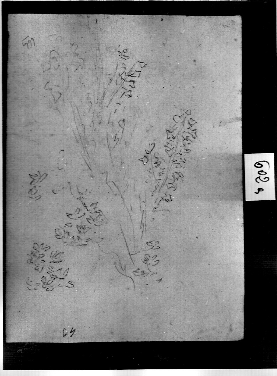 schizzo di albero (disegno, opera isolata) di Ligari Angelo (attribuito) (sec. XIX)