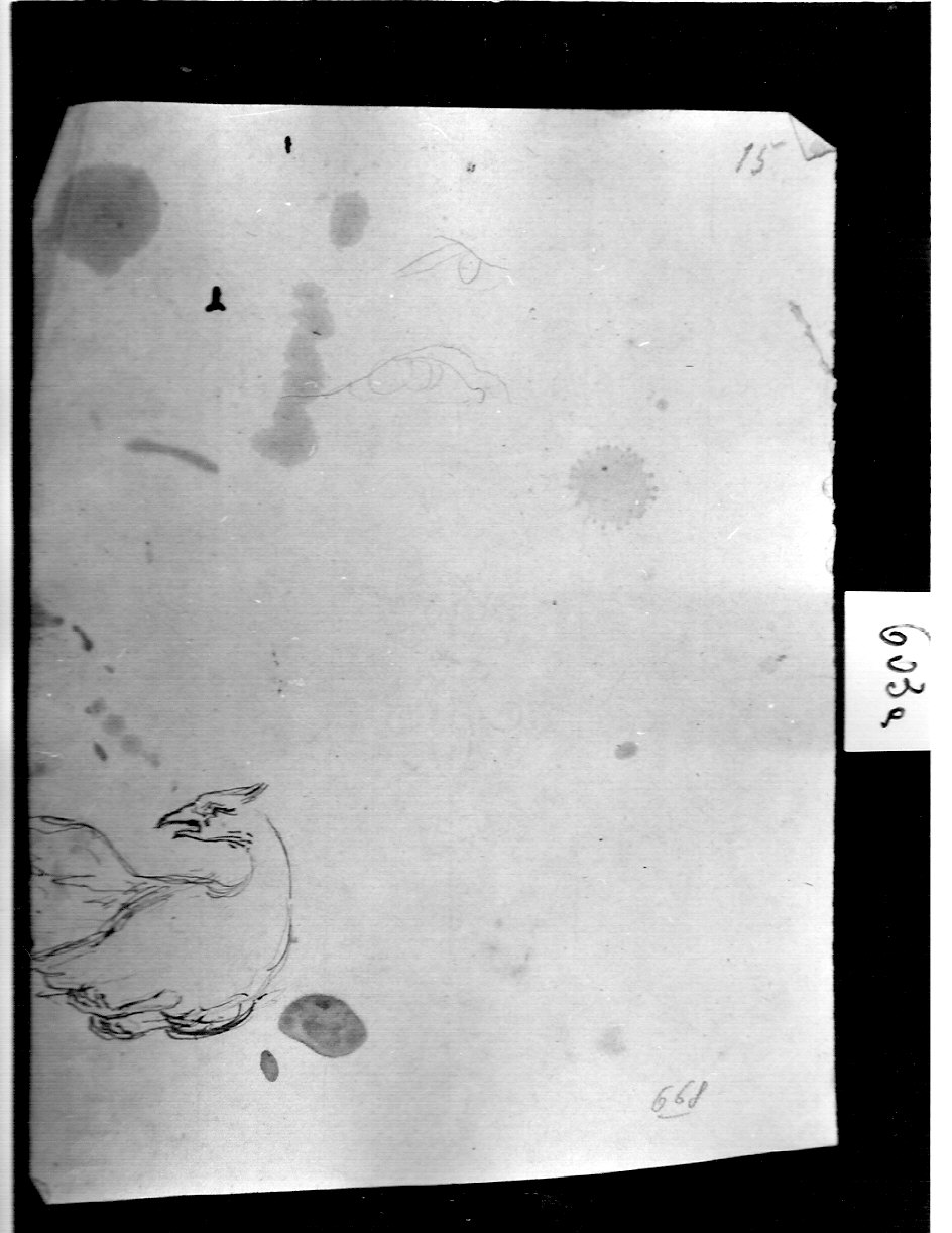 aquila in volo (disegno, opera isolata) di Ligari Angelo (attribuito) (sec. XIX)