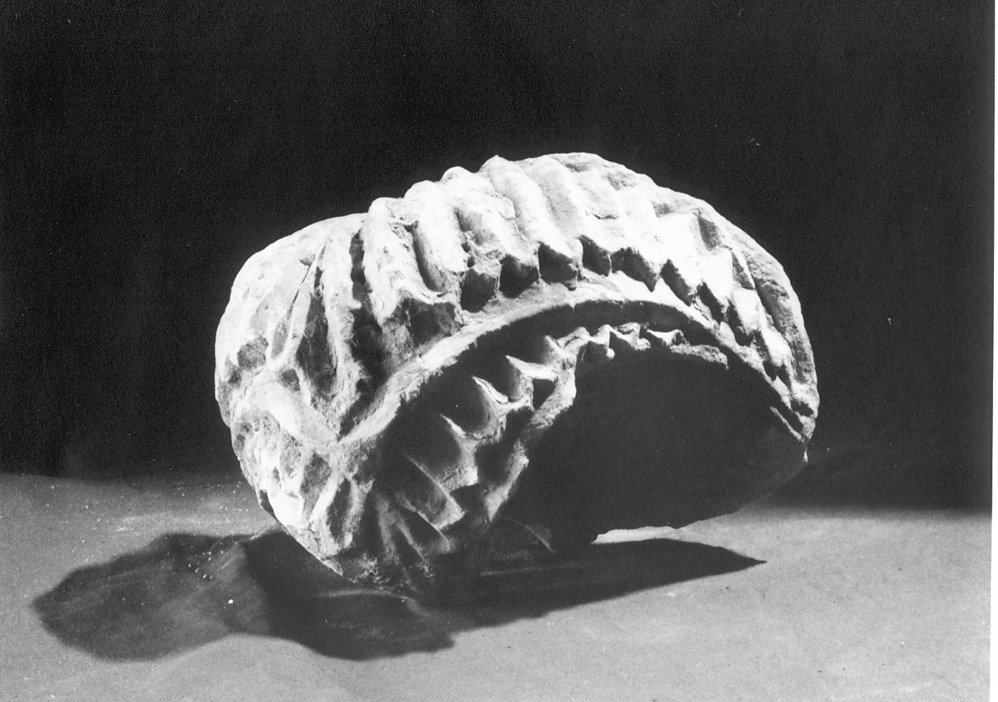 capitello, frammento - bottega italiana (prima metà sec. XIII)