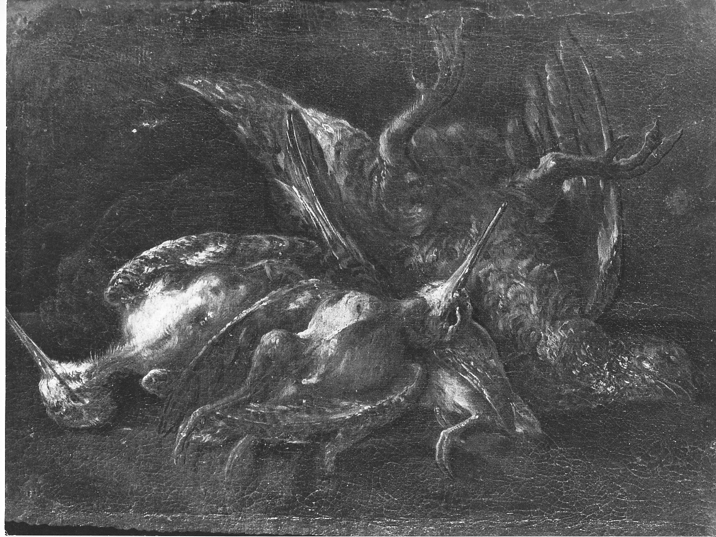 natura morta con selvaggina (dipinto, opera isolata) di Crivelli Angelo Maria detto Crivellone (fine/inizio secc. XVII/ XVIII)