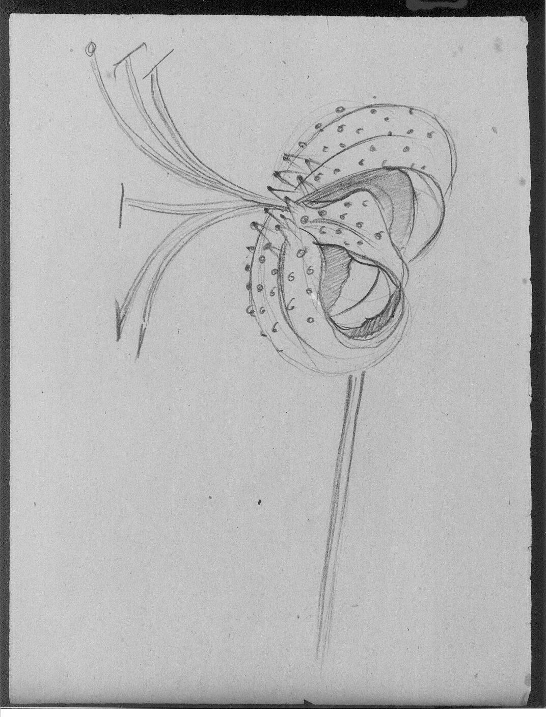 Studio di fiori (disegno) di Cassolo Bracchi Regina (attribuito) (sec. XX)