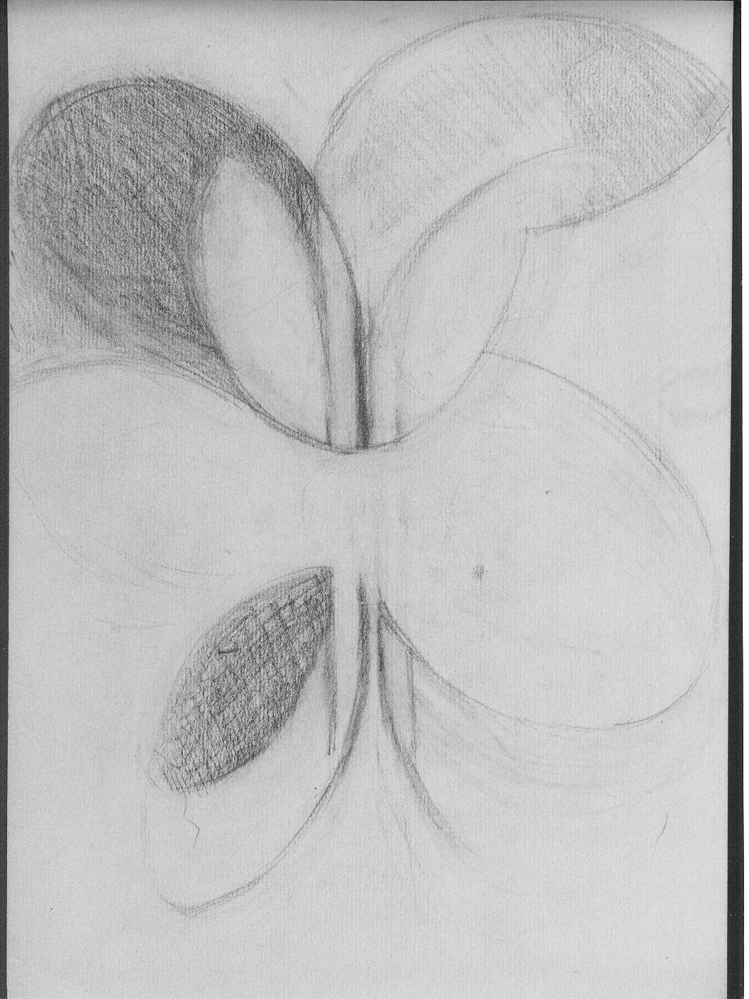 Studio di fiore (disegno) di Cassolo Bracchi Regina (attribuito) (sec. XX)