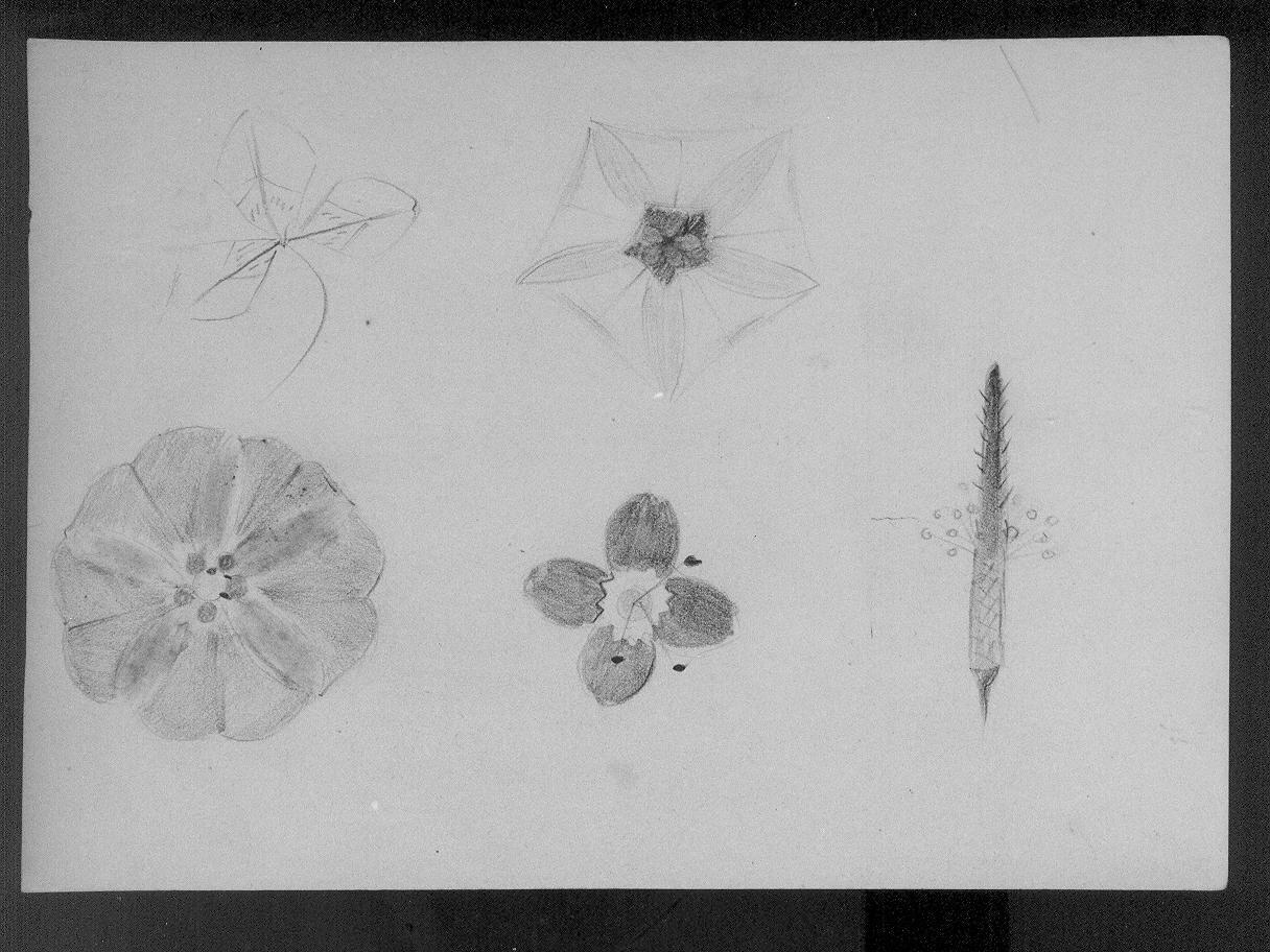 Studi di fiori (disegno) di Cassolo Bracchi Regina (attribuito) (sec. XX)