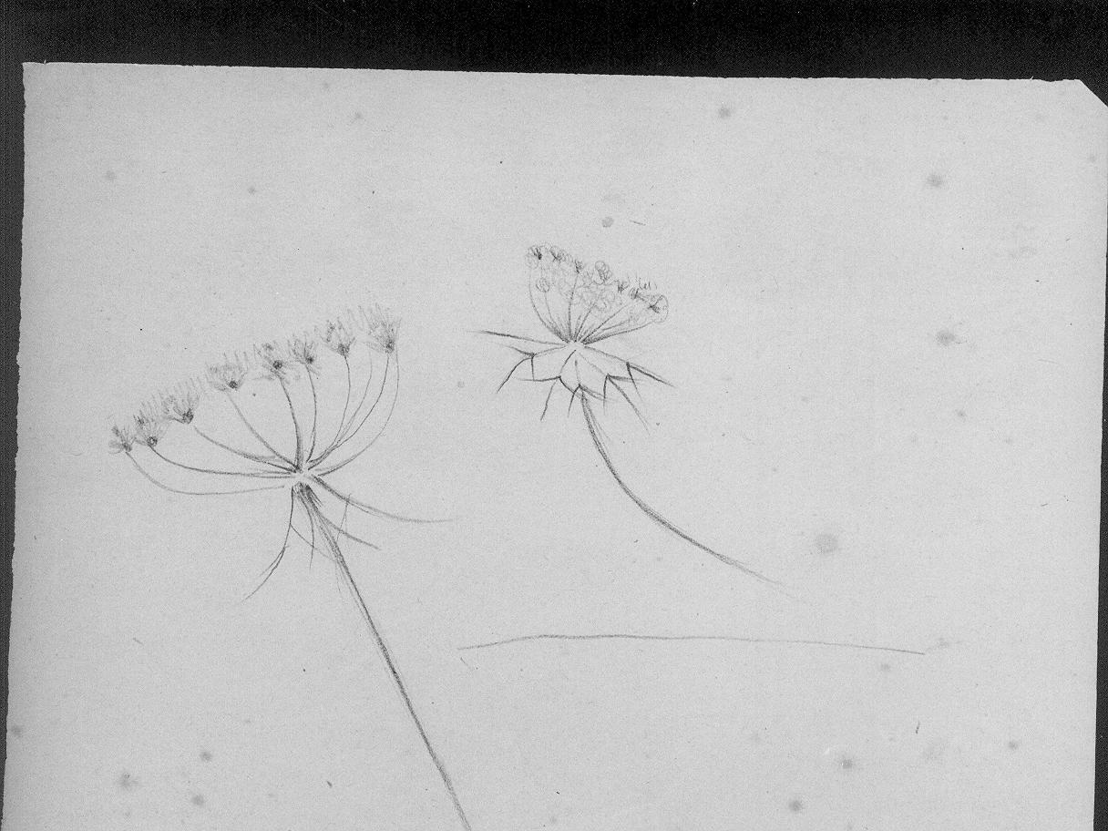 Studi di fiori (disegno) di Cassolo Bracchi Regina (attribuito) (sec. XX)