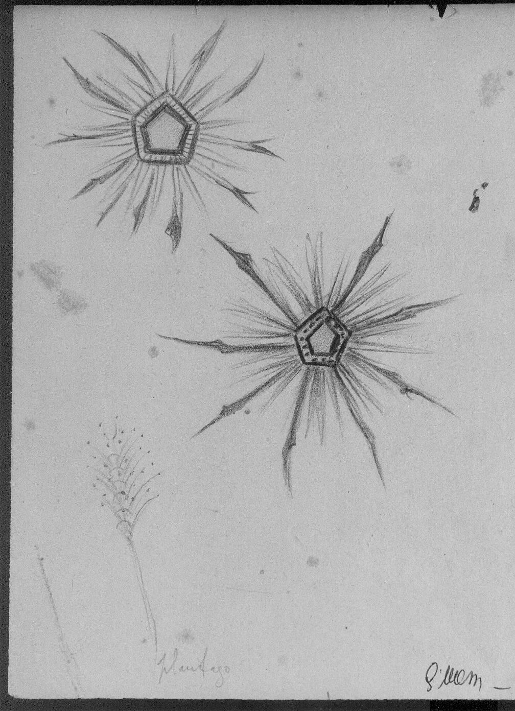 Plantago (disegno) di Cassolo Bracchi Regina (attribuito) (sec. XX)