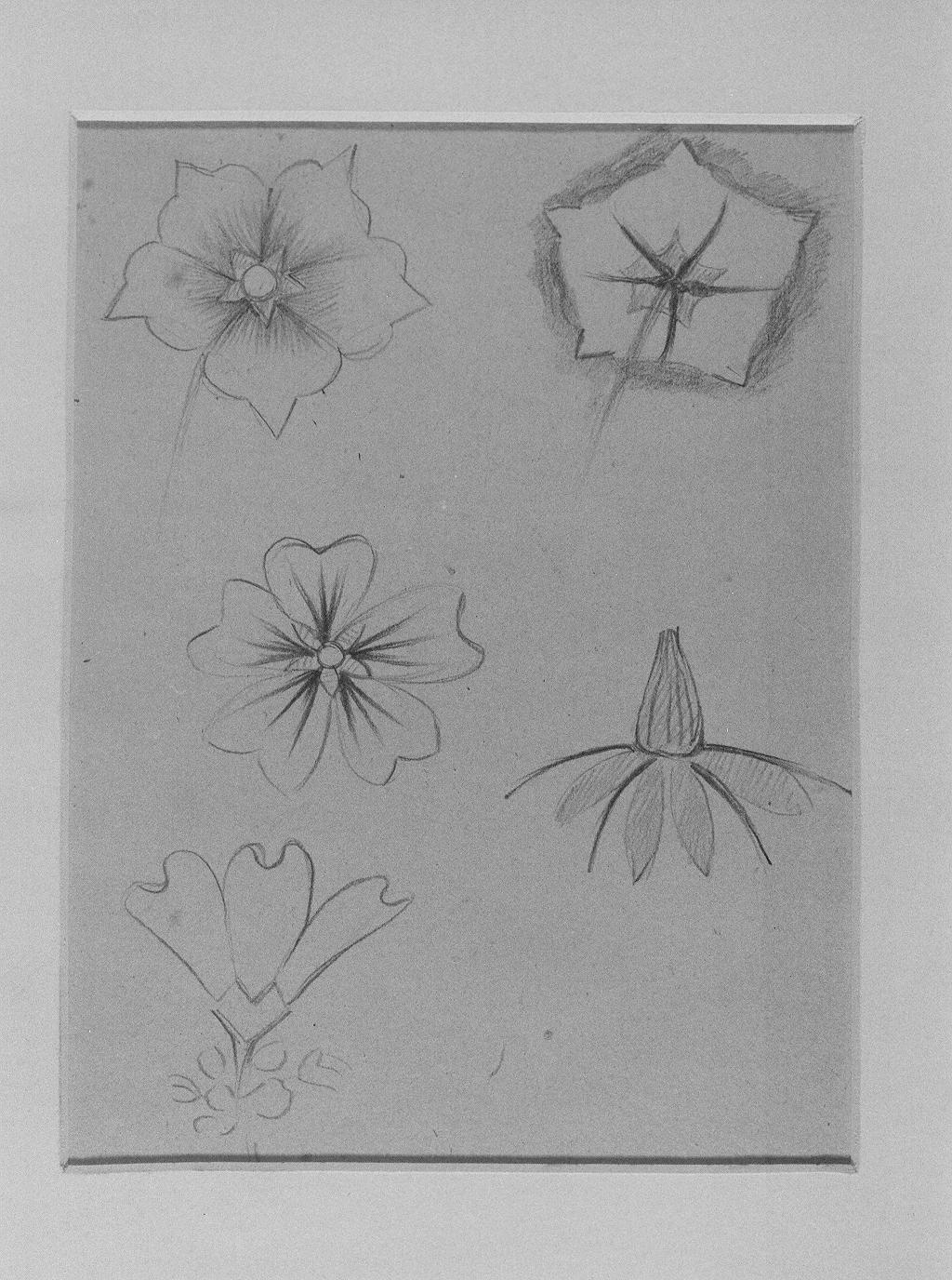 Studi di fiori (disegno) di Cassolo Bracchi Regina (attribuito) (sec. XX)