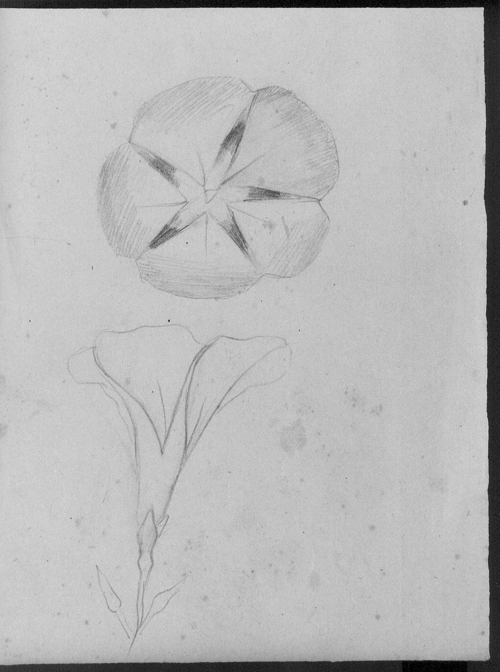 Studi di fiori (disegno) di Cassolo Bracchi Regina (attribuito) (sec. XX)