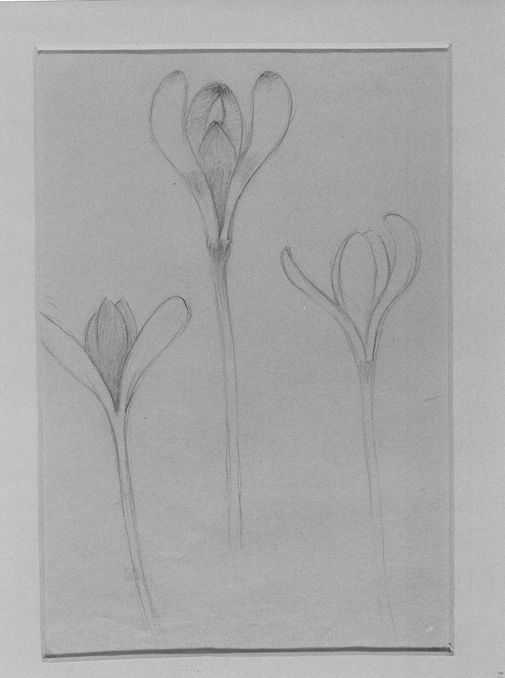 Studi di fiore (disegno) di Cassolo Bracchi Regina (attribuito) (sec. XX)