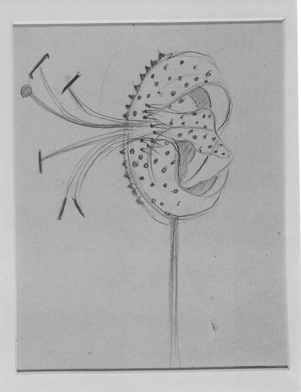 Gigliaceo (disegno) di Cassolo Bracchi Regina (attribuito) (sec. XX)