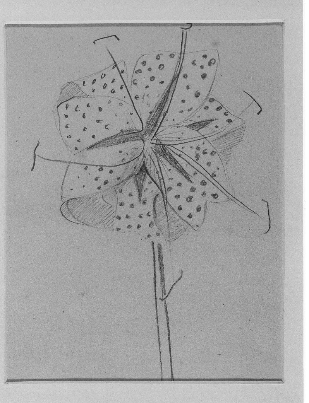 Studio di fiore (disegno) di Cassolo Bracchi Regina (attribuito) (sec. XX)