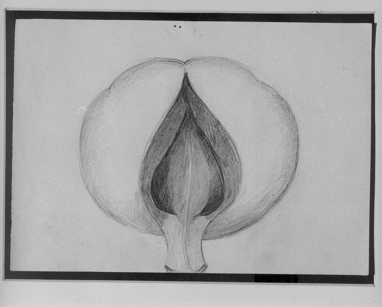Studio di fiore (disegno) di Cassolo Bracchi Regina (attribuito) (sec. XX)