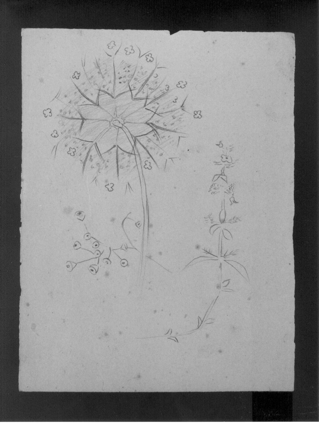 Studio di fiori (disegno) di Cassolo Bracchi Regina (attribuito) (sec. XX)