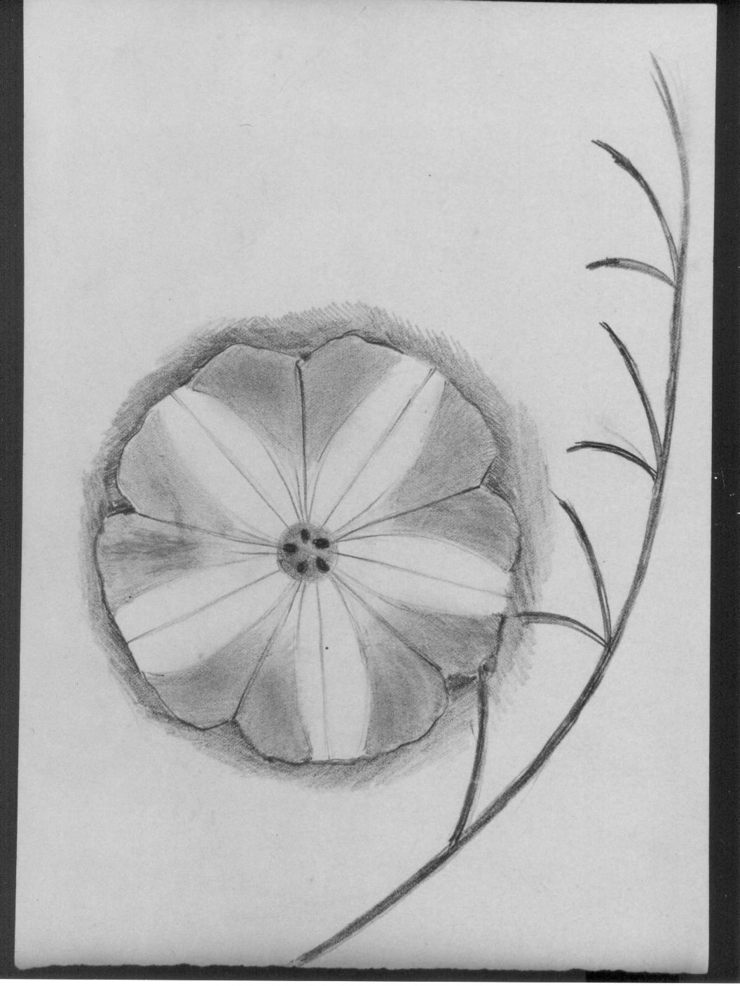 Studio di fiore (disegno) di Cassolo Bracchi Regina (attribuito) (sec. XX)