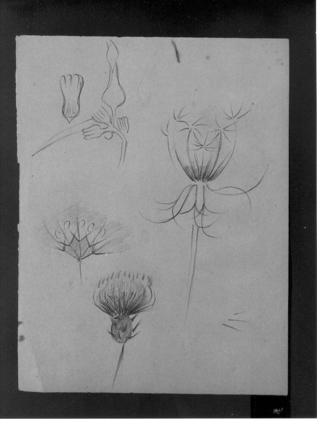 Studi di fiori (disegno) di Cassolo Bracchi Regina (attribuito) (sec. XX)