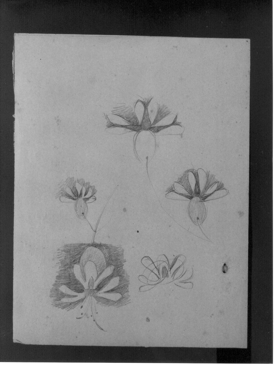 Studi di fiore (disegno) di Cassolo Bracchi Regina (attribuito) (sec. XX)