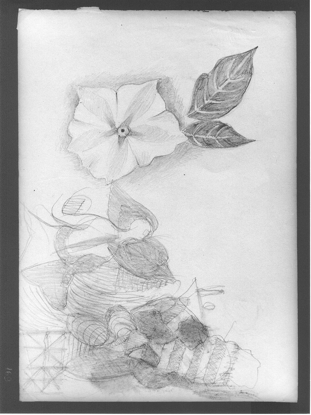 Fiore e abbozzi vari (disegno) di Cassolo Bracchi Regina (attribuito) (sec. XX)