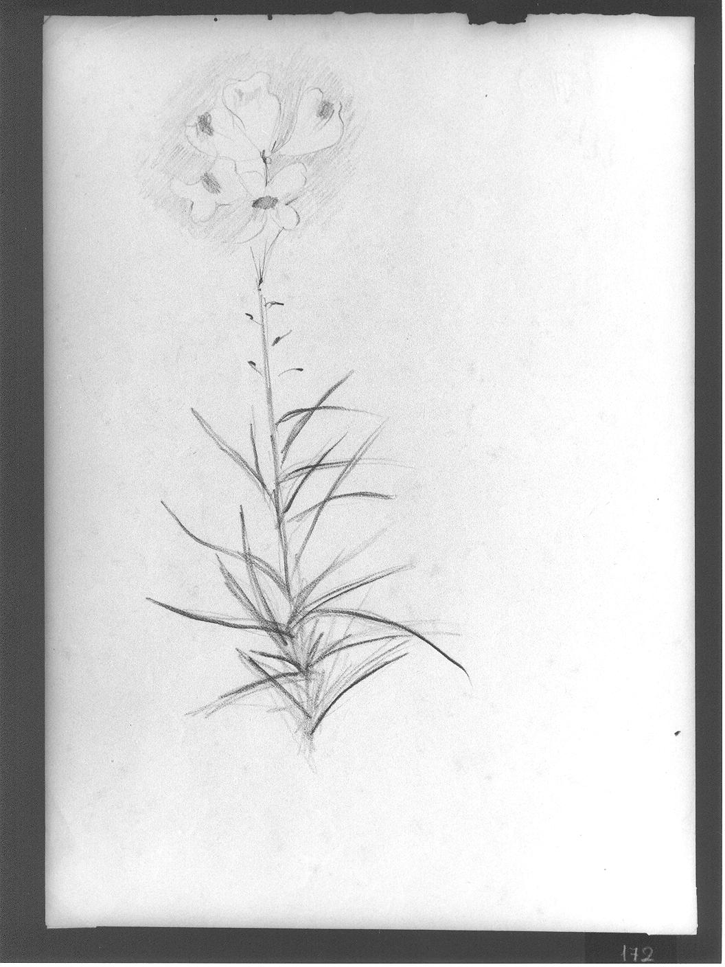 Studio di fiore (disegno) di Cassolo Bracchi Regina (attribuito) (sec. XX)