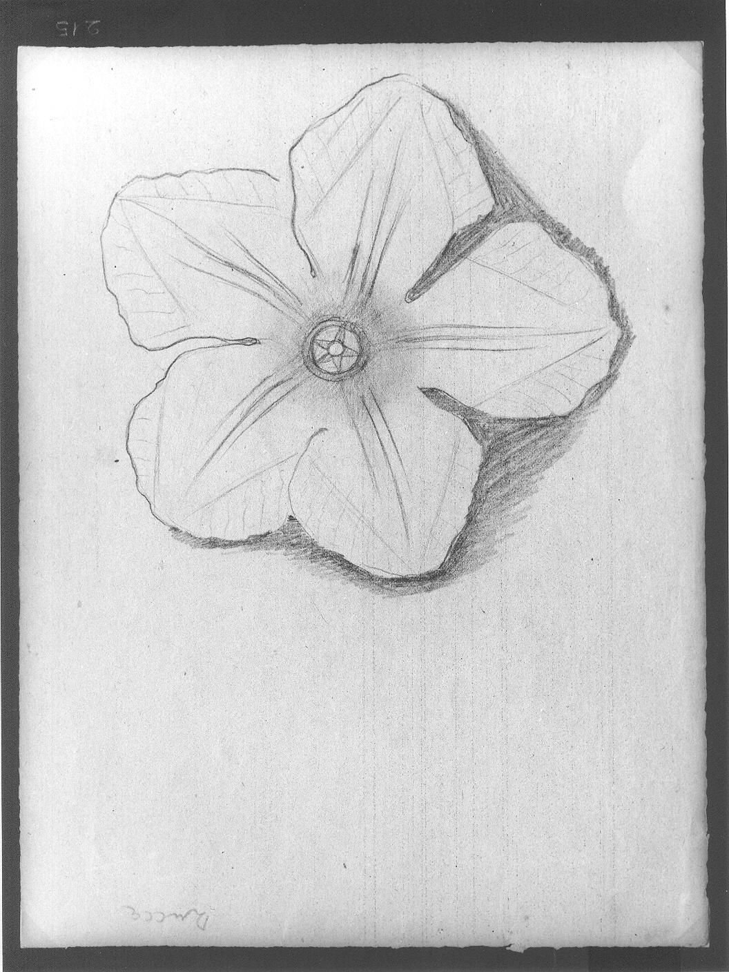 Fiore di zucca (disegno) di Cassolo Bracchi Regina (attribuito) (sec. XX)