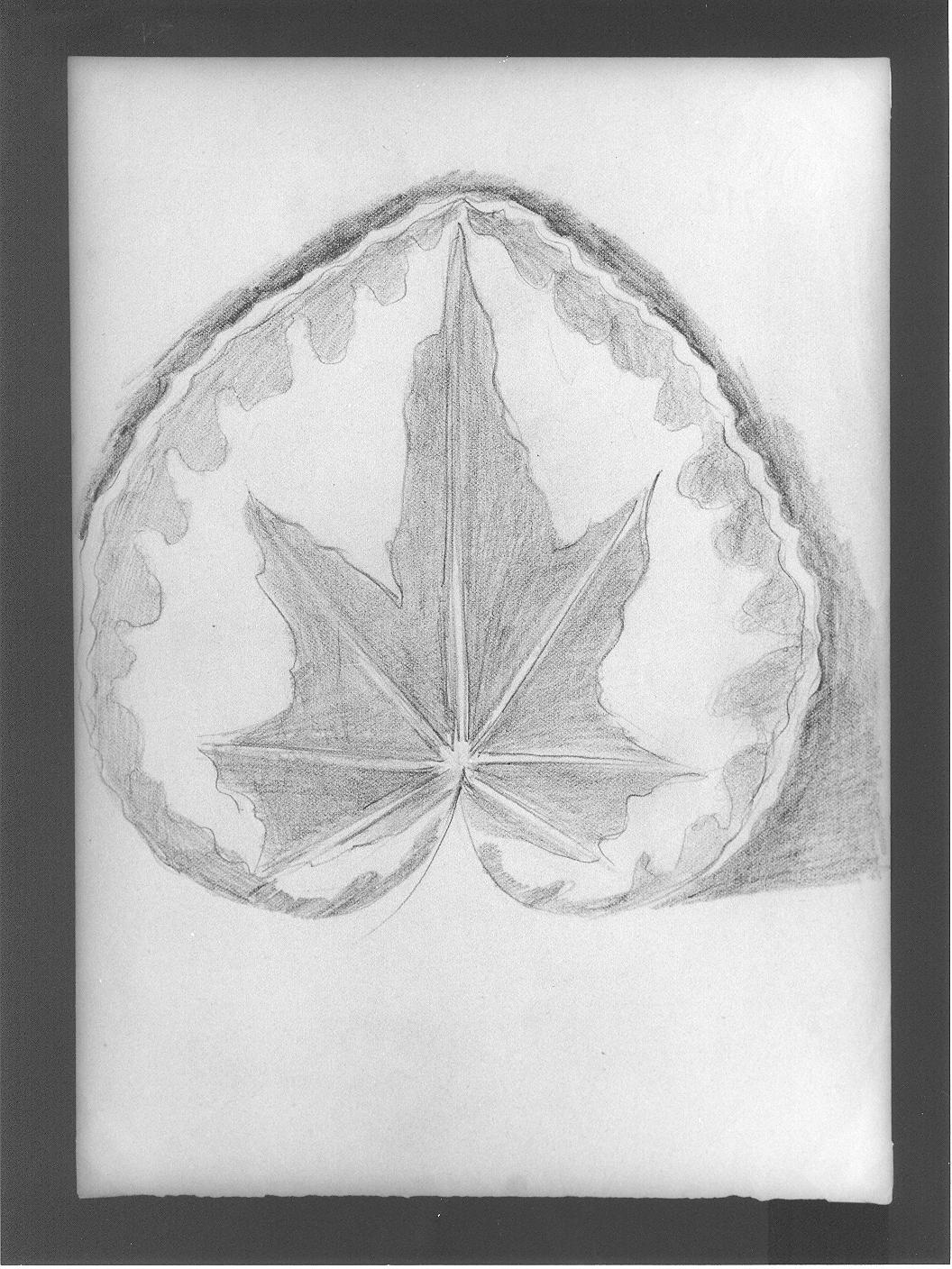 Studio di foglia (disegno) di Cassolo Bracchi Regina (attribuito) (sec. XX)