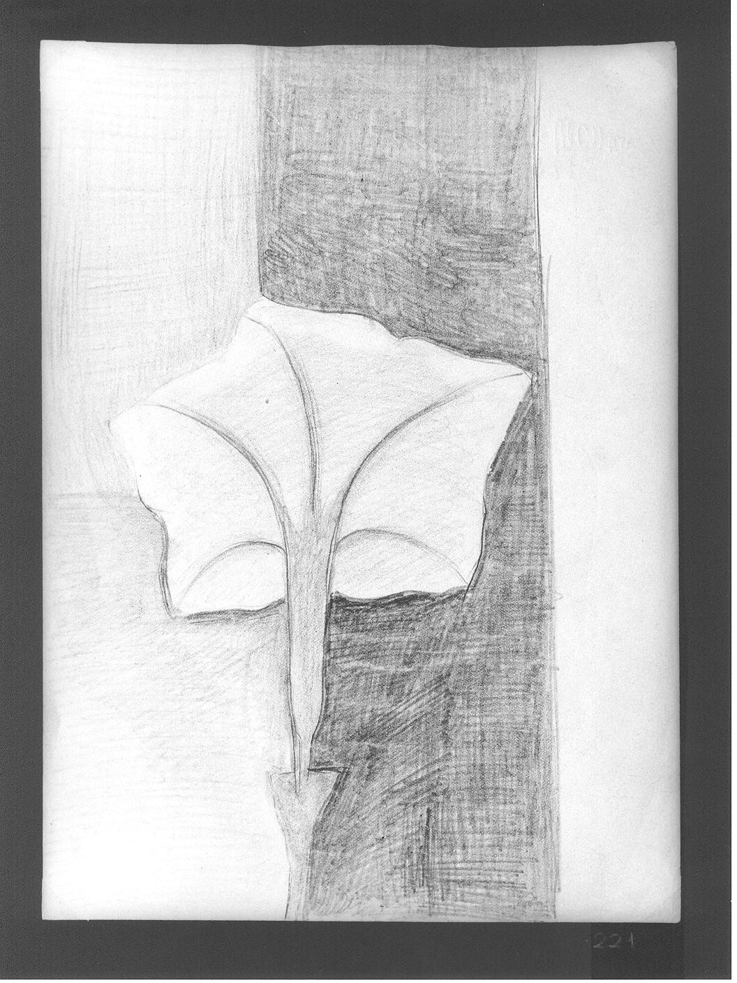 Studio di fiore (disegno) di Cassolo Bracchi Regina (attribuito) (sec. XX)